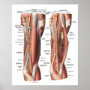 Anatomie van de arm en de Elleboog Poster