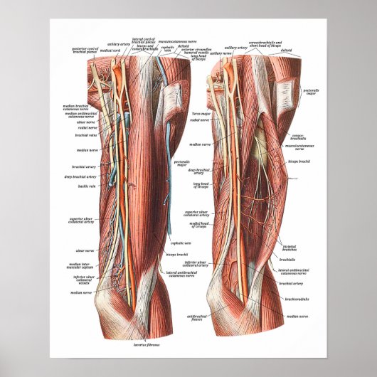 Anatomie van de arm en de Elleboog Poster (Voorkant)