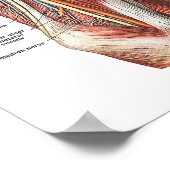 Anatomie van de arm en de Elleboog Poster (Hoek)