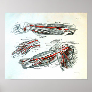 Anatomie van de arm poster