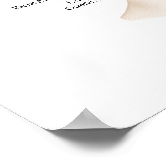 Anatomie van de bloedvaten in het gezicht poster (Hoek)