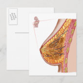 Anatomie van de borst van het Vrouw Briefkaart (Voorkant / Achterkant)