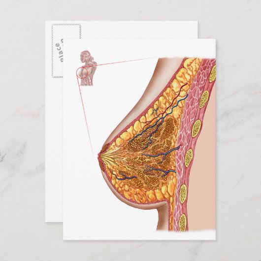 Anatomie van de borst van het Vrouw Briefkaart (Voorkant / Achterkant)
