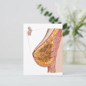 Anatomie van de borst van het Vrouw Briefkaart (Staand voorkant)