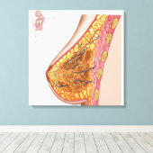 Anatomie van de borst van het Vrouw Canvas Afdruk (Insitu (Houten vloer))