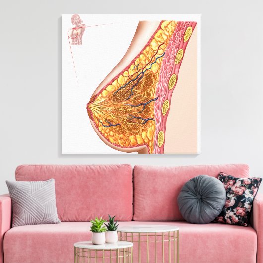 Anatomie van de borst van het Vrouw Canvas Afdruk (Insitu (Woonkamer))