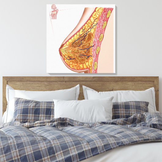 Anatomie van de borst van het Vrouw Canvas Afdruk (Insitu (Slaapkamer))