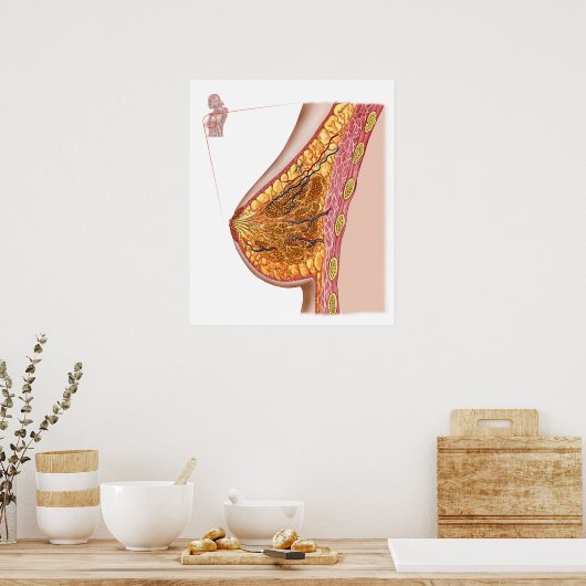 Anatomie van de borst van het Vrouw Poster (Keuken)