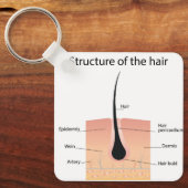 anatomie van de botten sleutelhanger (Voorkant)