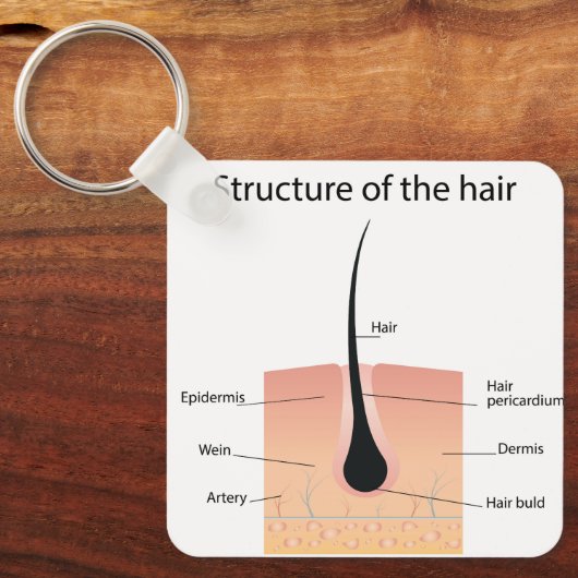 anatomie van de botten sleutelhanger (Voorkant)