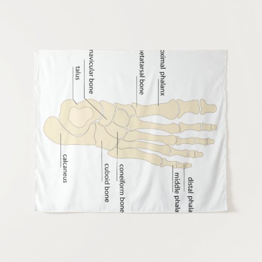 Anatomie van de botten wandkleed (Voorkant (horizontaal))