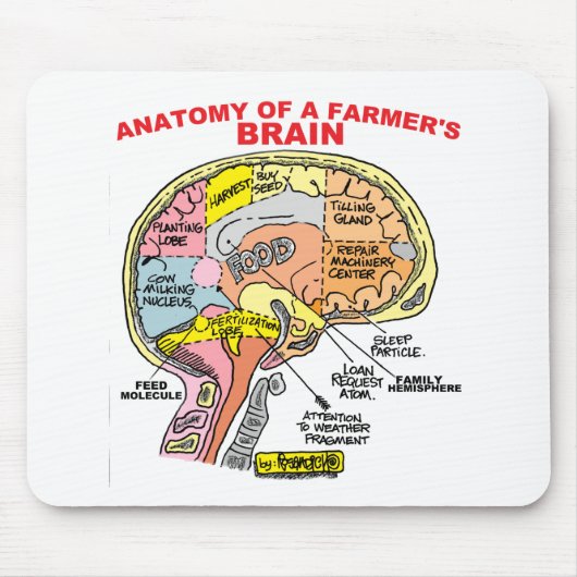 ANATOMIE VAN DE BRAIN VAN EEN LANDBOUW MUISMAT (Voorkant)
