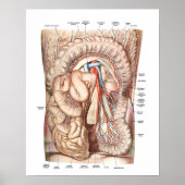 Anatomie van de buik poster (Voorkant)