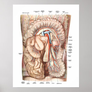 Anatomie van de buik poster