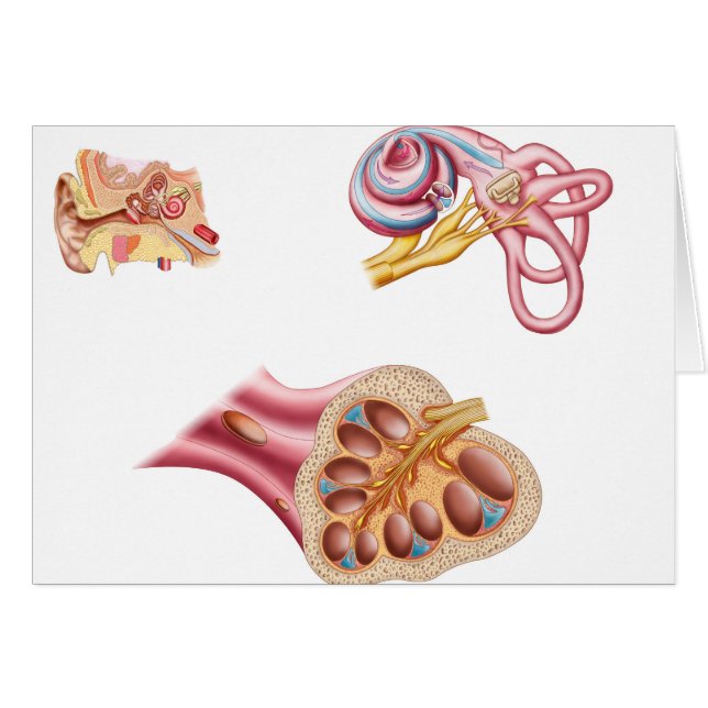 Anatomie van de cochleaar in het menselijk oor (Voorkant Horizontaal)