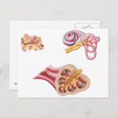 Anatomie van de cochleaar in het menselijk oor briefkaart (Voorkant / Achterkant)