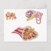 Anatomie van de cochleaar in het menselijk oor briefkaart (Voorkant)