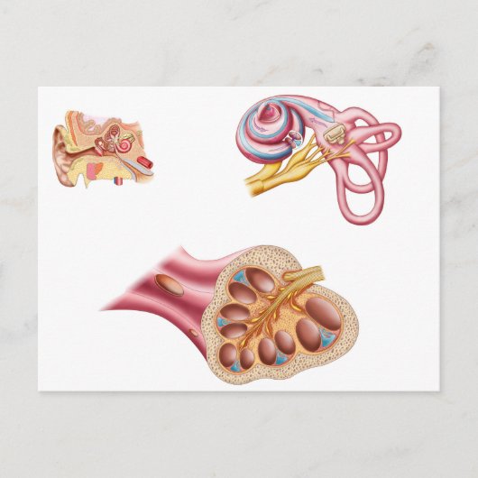 Anatomie van de cochleaar in het menselijk oor briefkaart (Voorkant)