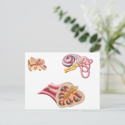 Anatomie van de cochleaar in het menselijk oor briefkaart (Staand voorkant)