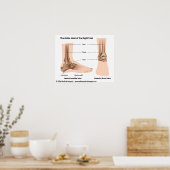 anatomie van de enkelgewrichten, gelabeld schema. poster (Keuken)