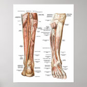 Anatomie van de Feet Poster (Voorkant)