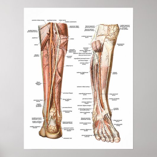 Anatomie van de Feet Poster (Voorkant)