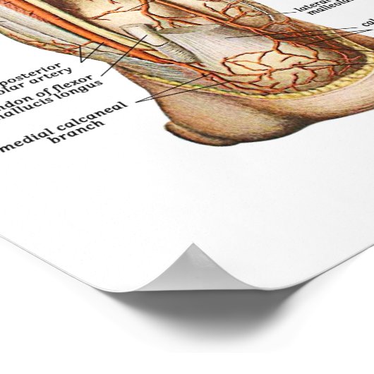 Anatomie van de Feet Poster (Hoek)