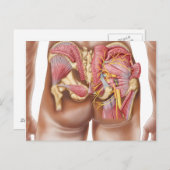 Anatomie van de glazige spieren in knoppen briefkaart (Voorkant / Achterkant)