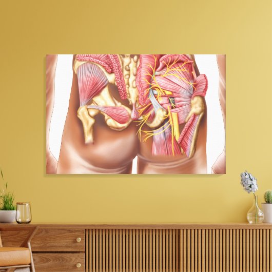 Anatomie van de glazige spieren in knoppen canvas afdruk (Insitu (Woonkamer))