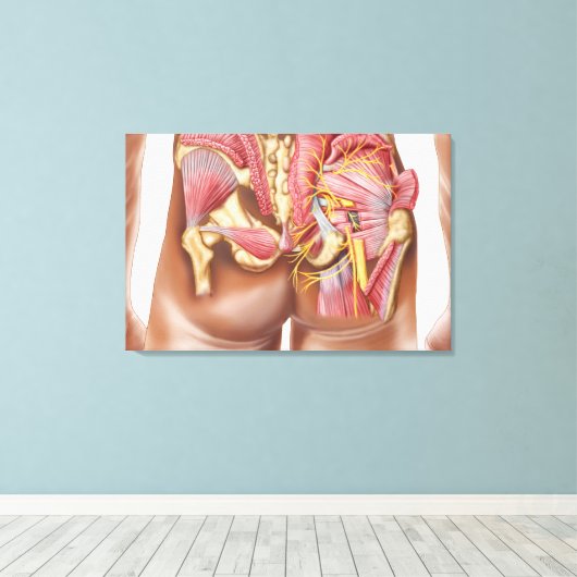 Anatomie van de glazige spieren in knoppen canvas afdruk (Insitu (Houten vloer))