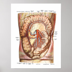 Anatomie van de grote darmen poster