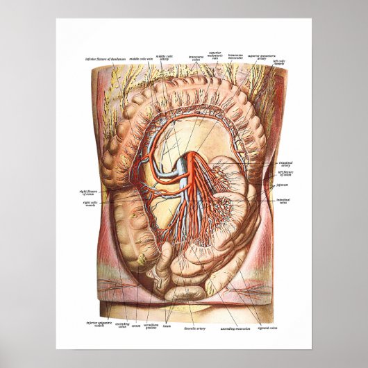 Anatomie van de grote darmen poster (Voorkant)