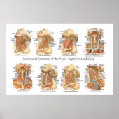 Anatomie van de Heckgrafiek Superficial & Deep Lay Poster (Voorkant)