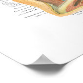 Anatomie van de Heckgrafiek Superficial & Deep Lay Poster (Hoek)