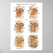 Anatomie van de Heckgrafiek Superficial & Deep Lay Poster (Voorkant)