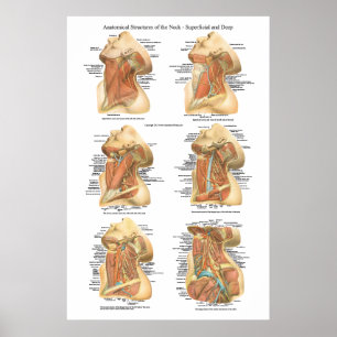 Anatomie van de Heckgrafiek Superficial & Deep Lay Poster