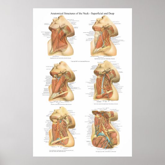 Anatomie van de Heckgrafiek Superficial & Deep Lay Poster (Voorkant)