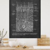 Anatomie van de Huid Dermatologist gift Poster (Keuken)