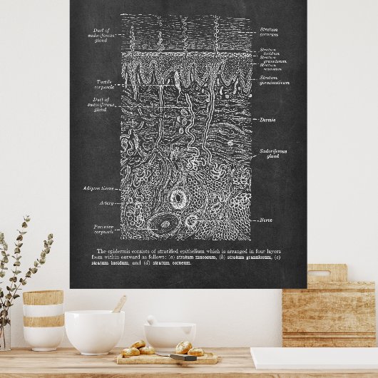 Anatomie van de Huid Dermatologist gift Poster (Keuken)