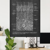 Anatomie van de Huid Dermatologist gift Poster (Thuiskantoor)