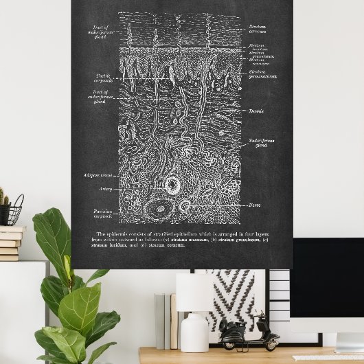 Anatomie van de Huid Dermatologist gift Poster (Thuiskantoor)