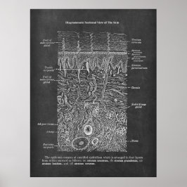 Anatomie van de Huid Dermatologist gift Poster