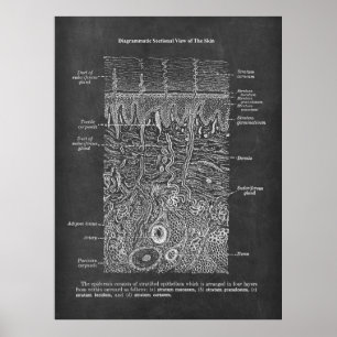 Anatomie van de Huid Dermatologist gift Poster