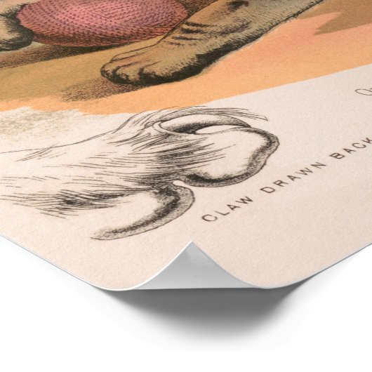 Anatomie van de huiskat hersteld poster (Hoek)