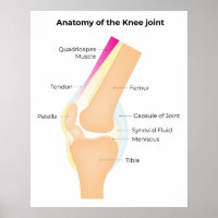 Anatomie van de knie