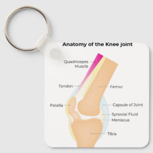Anatomie van de knie sleutelhanger