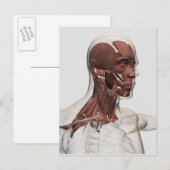Anatomie van de Mannelijke Gezichts en Spieren van Briefkaart (Voorkant / Achterkant)