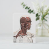 Anatomie van de Mannelijke Gezichts en Spieren van Briefkaart (Staand voorkant)