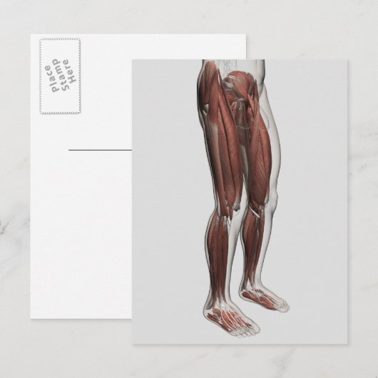 Anatomie van de mannetjes, voorzijde 1 briefkaart (Voorkant / Achterkant)