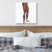 Anatomie van de mannetjes, voorzijde 1 canvas afdruk (Insitu (Slaapkamer))
